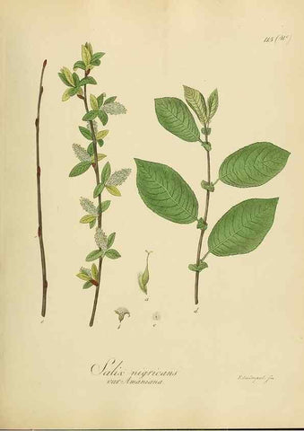 Reproducción/Reproduction 49298218993: Vollständige Naturgeschichte der forstlichen Culturpflanzen Deutschlands.. Berlin,A. Förstner'sche Verlagsbuchhandlung (P. Jeanrenaud)1851.. 