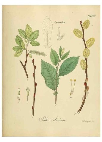 Reproducción/Reproduction 49298703846: Vollständige Naturgeschichte der forstlichen Culturpflanzen Deutschlands.. Berlin,A. Förstner'sche Verlagsbuchhandlung (P. Jeanrenaud)1851.. 