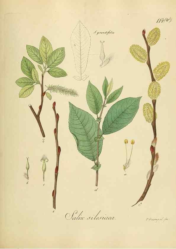 Reproducción/Reproduction 49298703846: Vollständige Naturgeschichte der forstlichen Culturpflanzen Deutschlands.. Berlin,A. Förstner'sche Verlagsbuchhandlung (P. Jeanrenaud)1851.. 