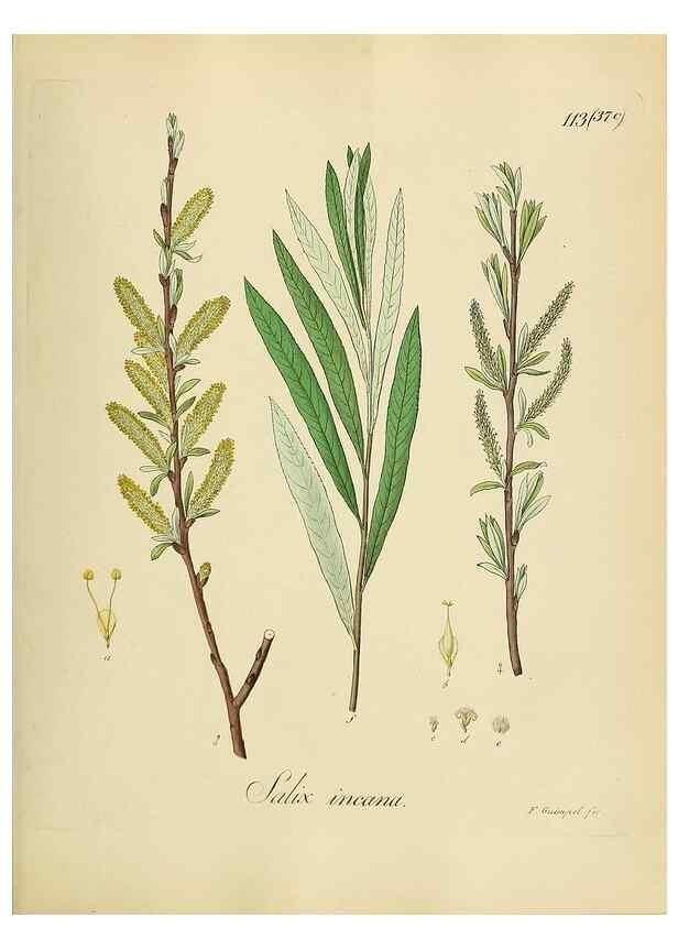 Reproducción/Reproduction 49298218483: Vollständige Naturgeschichte der forstlichen Culturpflanzen Deutschlands.. Berlin,A. Förstner'sche Verlagsbuchhandlung (P. Jeanrenaud)1851.. 