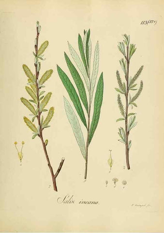 Reproducción/Reproduction 49298218483: Vollständige Naturgeschichte der forstlichen Culturpflanzen Deutschlands.. Berlin,A. Förstner'sche Verlagsbuchhandlung (P. Jeanrenaud)1851.. 
