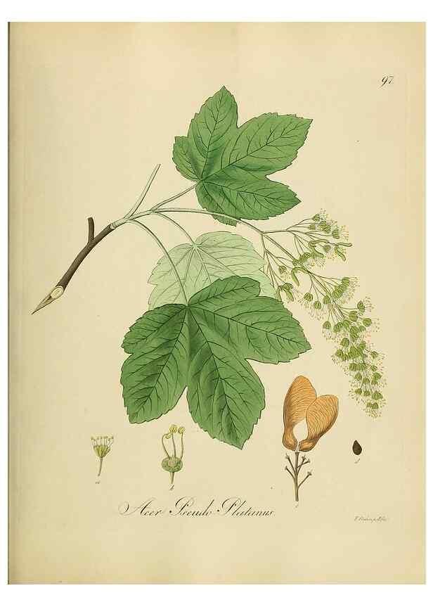 Reproducción/Reproduction 49298699701: Vollständige Naturgeschichte der forstlichen Culturpflanzen Deutschlands.. Berlin,A. Förstner'sche Verlagsbuchhandlung (P. Jeanrenaud)1851.. 