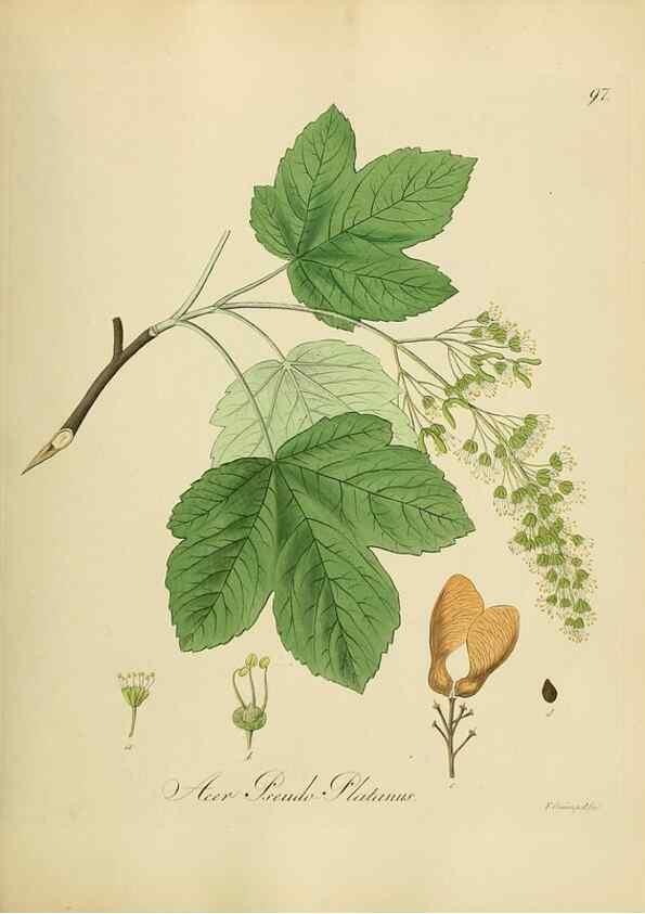 Reproducción/Reproduction 49298699701: Vollständige Naturgeschichte der forstlichen Culturpflanzen Deutschlands.. Berlin,A. Förstner'sche Verlagsbuchhandlung (P. Jeanrenaud)1851.. 