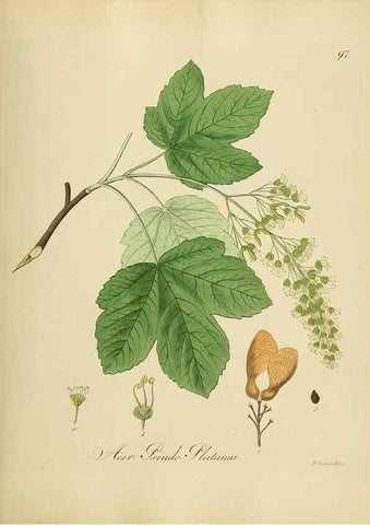 Reproducción/Reproduction 49298699701: Vollständige Naturgeschichte der forstlichen Culturpflanzen Deutschlands.. Berlin,A. Förstner'sche Verlagsbuchhandlung (P. Jeanrenaud)1851.. 
