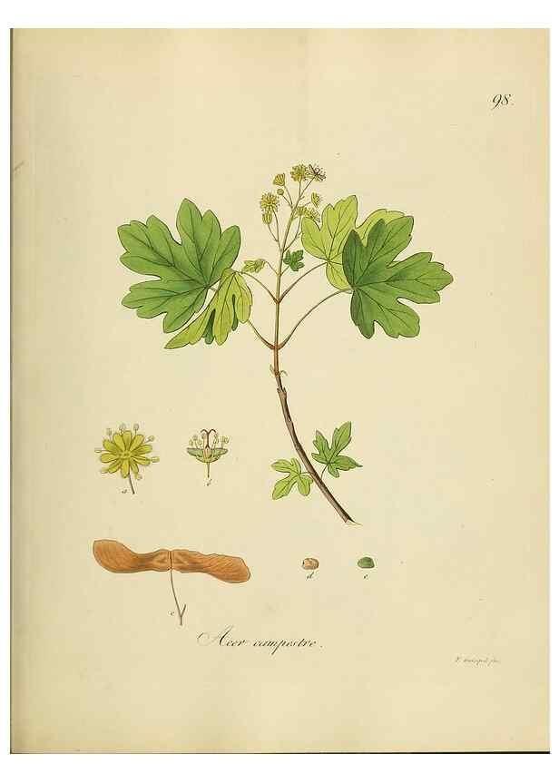 Reproducción/Reproduction 49298214893: Vollständige Naturgeschichte der forstlichen Culturpflanzen Deutschlands.. Berlin,A. Förstner'sche Verlagsbuchhandlung (P. Jeanrenaud)1851.. 
