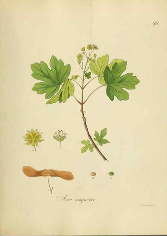 Reproducción/Reproduction 49298214893: Vollständige Naturgeschichte der forstlichen Culturpflanzen Deutschlands.. Berlin,A. Förstner'sche Verlagsbuchhandlung (P. Jeanrenaud)1851.. 