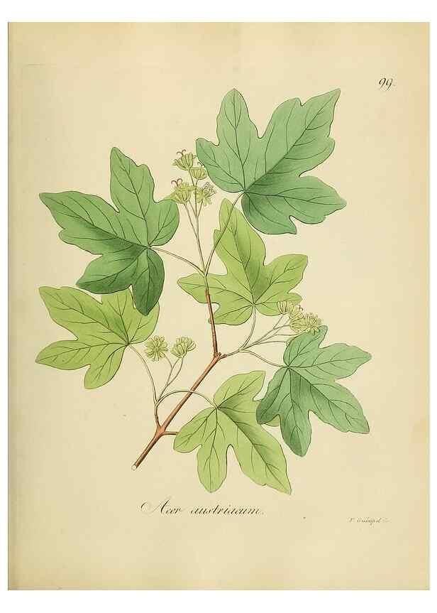 Reproducción/Reproduction 49298700151: Vollständige Naturgeschichte der forstlichen Culturpflanzen Deutschlands.. Berlin,A. Förstner'sche Verlagsbuchhandlung (P. Jeanrenaud)1851.. 