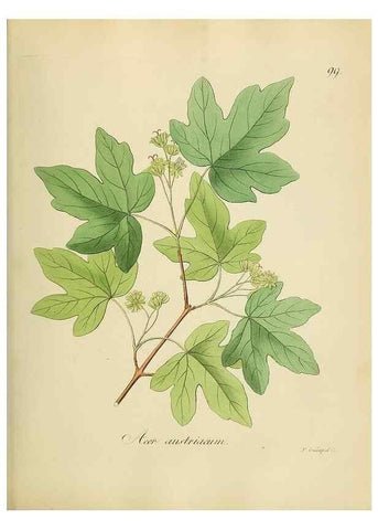 Reproducción/Reproduction 49298700151: Vollständige Naturgeschichte der forstlichen Culturpflanzen Deutschlands.. Berlin,A. Förstner'sche Verlagsbuchhandlung (P. Jeanrenaud)1851.. 
