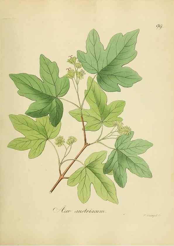 Reproducción/Reproduction 49298700151: Vollständige Naturgeschichte der forstlichen Culturpflanzen Deutschlands.. Berlin,A. Förstner'sche Verlagsbuchhandlung (P. Jeanrenaud)1851.. 