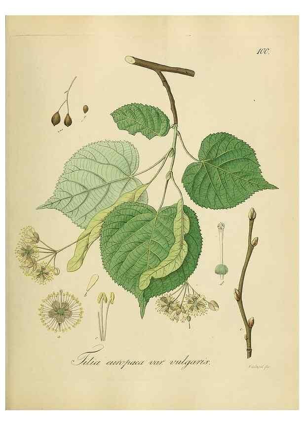 Reproducción/Reproduction 49298215263: Vollständige Naturgeschichte der forstlichen Culturpflanzen Deutschlands.. Berlin,A. Förstner'sche Verlagsbuchhandlung (P. Jeanrenaud)1851.. 