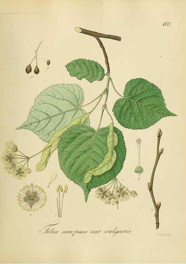 Reproducción/Reproduction 49298215263: Vollständige Naturgeschichte der forstlichen Culturpflanzen Deutschlands.. Berlin,A. Förstner'sche Verlagsbuchhandlung (P. Jeanrenaud)1851.. 