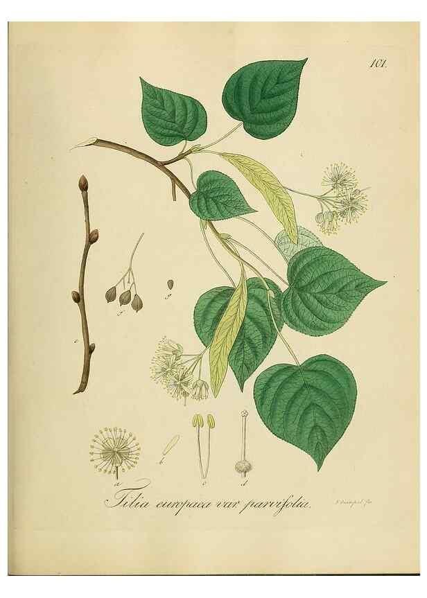 Reproducción/Reproduction 49298700591: Vollständige Naturgeschichte der forstlichen Culturpflanzen Deutschlands.. Berlin,A. Förstner'sche Verlagsbuchhandlung (P. Jeanrenaud)1851.. 