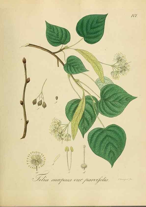 Reproducción/Reproduction 49298700591: Vollständige Naturgeschichte der forstlichen Culturpflanzen Deutschlands.. Berlin,A. Förstner'sche Verlagsbuchhandlung (P. Jeanrenaud)1851.. 
