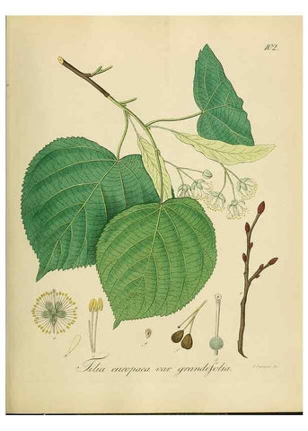 Reproducción/Reproduction 49298904137: Vollständige Naturgeschichte der forstlichen Culturpflanzen Deutschlands.. Berlin,A. Förstner'sche Verlagsbuchhandlung (P. Jeanrenaud)1851.. 