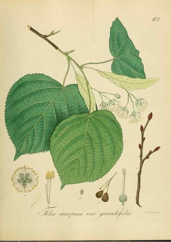 Reproducción/Reproduction 49298904137: Vollständige Naturgeschichte der forstlichen Culturpflanzen Deutschlands.. Berlin,A. Förstner'sche Verlagsbuchhandlung (P. Jeanrenaud)1851.. 