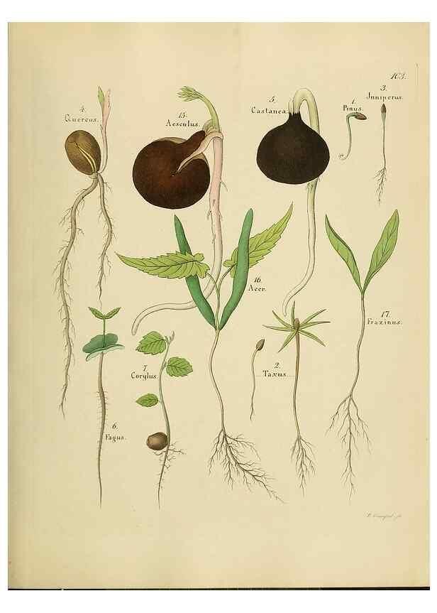 Reproducción/Reproduction 49298904377: Vollständige Naturgeschichte der forstlichen Culturpflanzen Deutschlands.. Berlin,A. Förstner'sche Verlagsbuchhandlung (P. Jeanrenaud)1851.. 