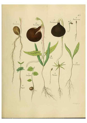 Reproducción/Reproduction 49298904377: Vollständige Naturgeschichte der forstlichen Culturpflanzen Deutschlands.. Berlin,A. Förstner'sche Verlagsbuchhandlung (P. Jeanrenaud)1851.. 