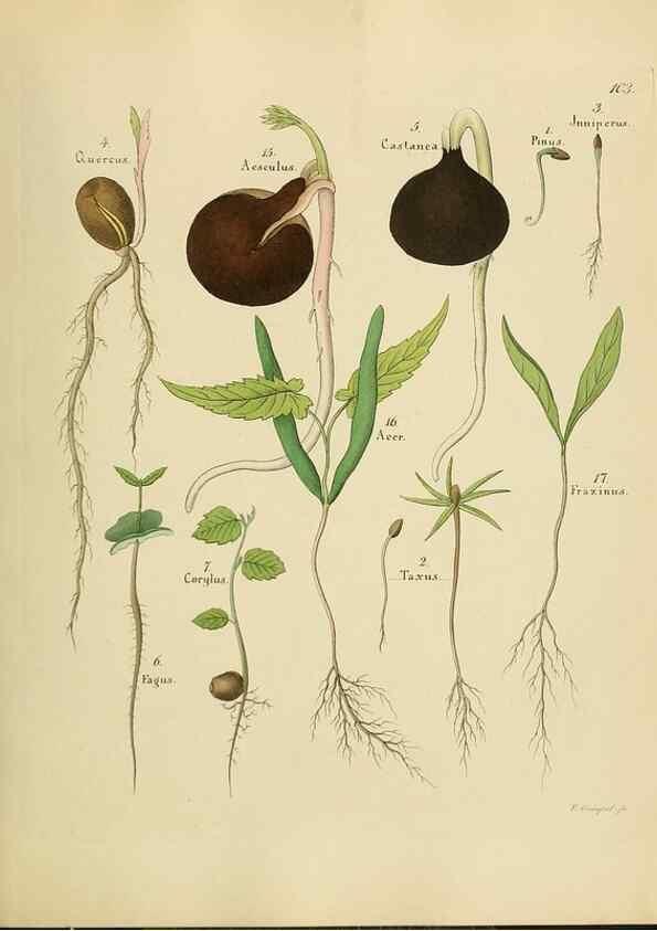 Reproducción/Reproduction 49298904377: Vollständige Naturgeschichte der forstlichen Culturpflanzen Deutschlands.. Berlin,A. Förstner'sche Verlagsbuchhandlung (P. Jeanrenaud)1851.. 