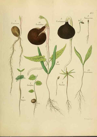 Reproducción/Reproduction 49298904377: Vollständige Naturgeschichte der forstlichen Culturpflanzen Deutschlands.. Berlin,A. Förstner'sche Verlagsbuchhandlung (P. Jeanrenaud)1851.. 