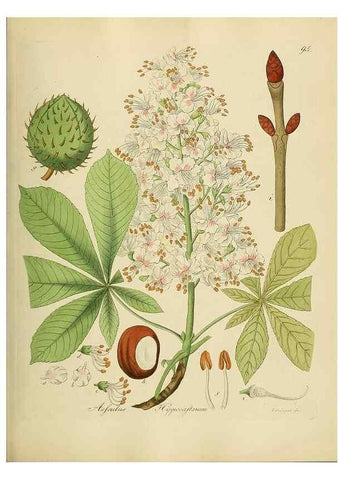 Reproducción/Reproduction 49298699201: Vollständige Naturgeschichte der forstlichen Culturpflanzen Deutschlands.. Berlin,A. Förstner'sche Verlagsbuchhandlung (P. Jeanrenaud)1851.. 