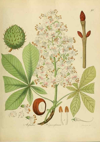 Reproducción/Reproduction 49298699201: Vollständige Naturgeschichte der forstlichen Culturpflanzen Deutschlands.. Berlin,A. Förstner'sche Verlagsbuchhandlung (P. Jeanrenaud)1851.. 