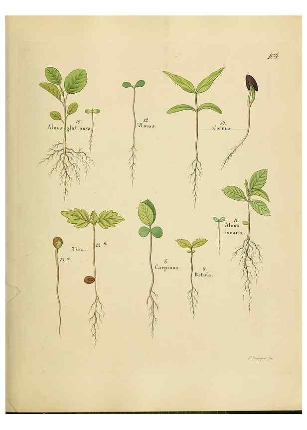 Reproducción/Reproduction 49298701321: Vollständige Naturgeschichte der forstlichen Culturpflanzen Deutschlands.. Berlin,A. Förstner'sche Verlagsbuchhandlung (P. Jeanrenaud)1851.. 