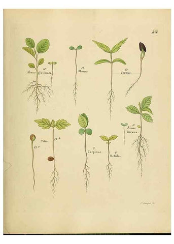 Reproducción/Reproduction 49298701321: Vollständige Naturgeschichte der forstlichen Culturpflanzen Deutschlands.. Berlin,A. Förstner'sche Verlagsbuchhandlung (P. Jeanrenaud)1851.. 