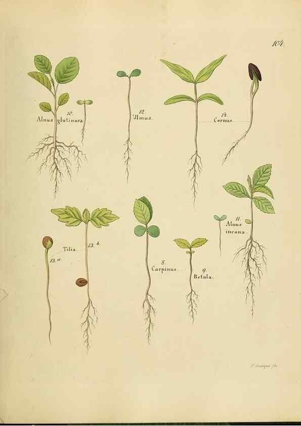 Reproducción/Reproduction 49298701321: Vollständige Naturgeschichte der forstlichen Culturpflanzen Deutschlands.. Berlin,A. Förstner'sche Verlagsbuchhandlung (P. Jeanrenaud)1851.. 