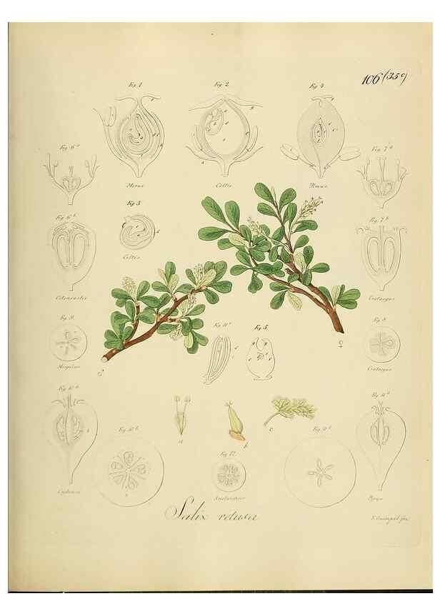Reproducción/Reproduction 49298905157: Vollständige Naturgeschichte der forstlichen Culturpflanzen Deutschlands.. Berlin,A. Förstner'sche Verlagsbuchhandlung (P. Jeanrenaud)1851.. 