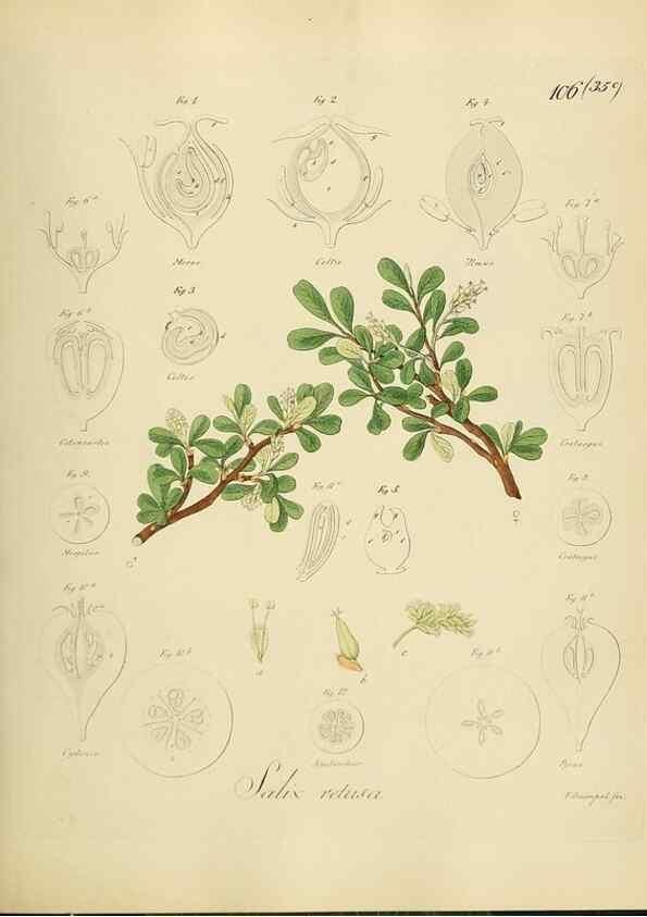 Reproducción/Reproduction 49298905157: Vollständige Naturgeschichte der forstlichen Culturpflanzen Deutschlands.. Berlin,A. Förstner'sche Verlagsbuchhandlung (P. Jeanrenaud)1851.. 