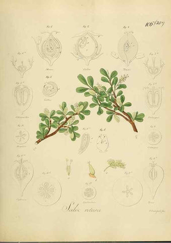 Reproducción/Reproduction 49298905157: Vollständige Naturgeschichte der forstlichen Culturpflanzen Deutschlands.. Berlin,A. Förstner'sche Verlagsbuchhandlung (P. Jeanrenaud)1851.. 