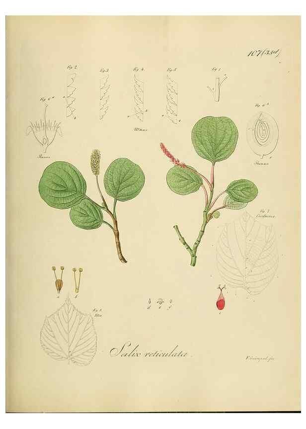 Reproducción/Reproduction 49298702146: Vollständige Naturgeschichte der forstlichen Culturpflanzen Deutschlands.. Berlin,A. Förstner'sche Verlagsbuchhandlung (P. Jeanrenaud)1851.. 