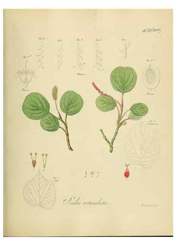 Reproducción/Reproduction 49298702146: Vollständige Naturgeschichte der forstlichen Culturpflanzen Deutschlands.. Berlin,A. Förstner'sche Verlagsbuchhandlung (P. Jeanrenaud)1851.. 