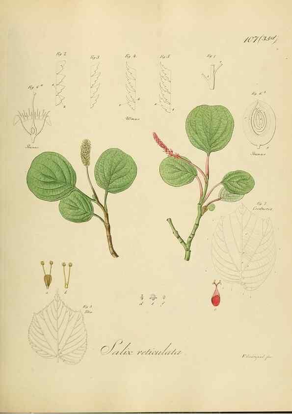 Reproducción/Reproduction 49298702146: Vollständige Naturgeschichte der forstlichen Culturpflanzen Deutschlands.. Berlin,A. Förstner'sche Verlagsbuchhandlung (P. Jeanrenaud)1851.. 