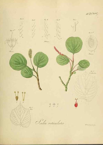 Reproducción/Reproduction 49298702146: Vollständige Naturgeschichte der forstlichen Culturpflanzen Deutschlands.. Berlin,A. Förstner'sche Verlagsbuchhandlung (P. Jeanrenaud)1851.. 