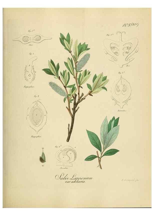 Reproducción/Reproduction 49298217338: Vollständige Naturgeschichte der forstlichen Culturpflanzen Deutschlands.. Berlin,A. Förstner'sche Verlagsbuchhandlung (P. Jeanrenaud)1851.. 