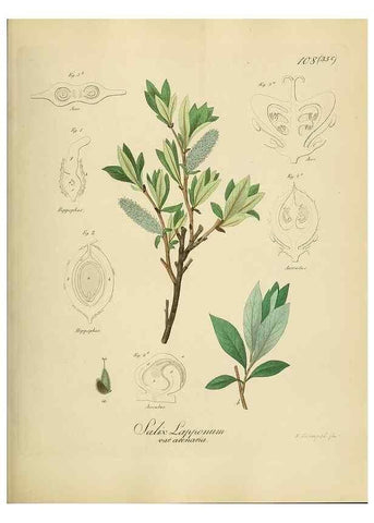 Reproducción/Reproduction 49298217338: Vollständige Naturgeschichte der forstlichen Culturpflanzen Deutschlands.. Berlin,A. Förstner'sche Verlagsbuchhandlung (P. Jeanrenaud)1851.. 