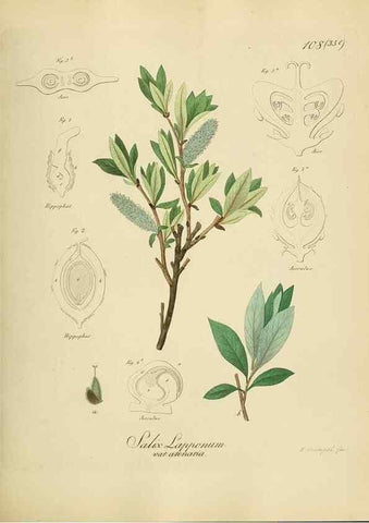 Reproducción/Reproduction 49298217338: Vollständige Naturgeschichte der forstlichen Culturpflanzen Deutschlands.. Berlin,A. Förstner'sche Verlagsbuchhandlung (P. Jeanrenaud)1851.. 
