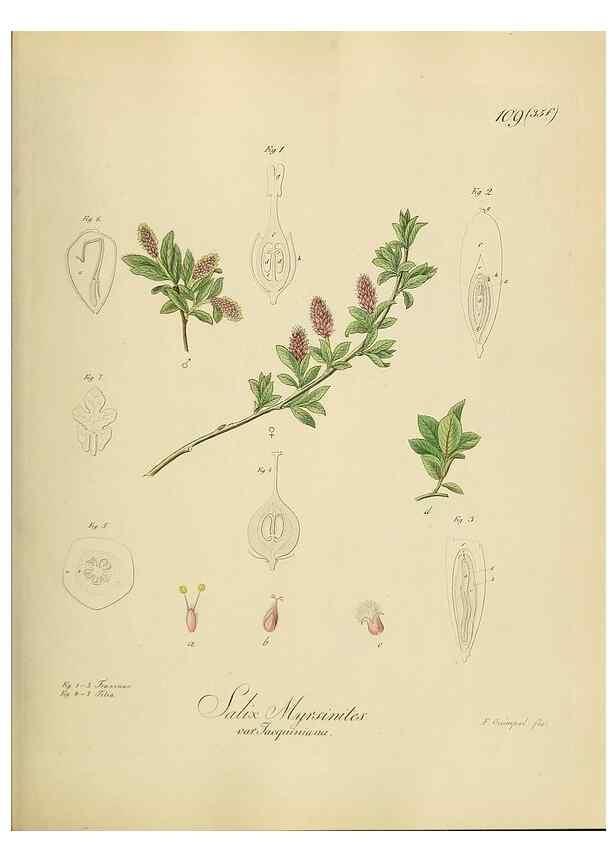Reproducción/Reproduction 49298905967: Vollständige Naturgeschichte der forstlichen Culturpflanzen Deutschlands.. Berlin,A. Förstner'sche Verlagsbuchhandlung (P. Jeanrenaud)1851.. 