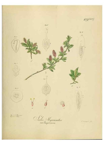 Reproducción/Reproduction 49298905967: Vollständige Naturgeschichte der forstlichen Culturpflanzen Deutschlands.. Berlin,A. Förstner'sche Verlagsbuchhandlung (P. Jeanrenaud)1851.. 