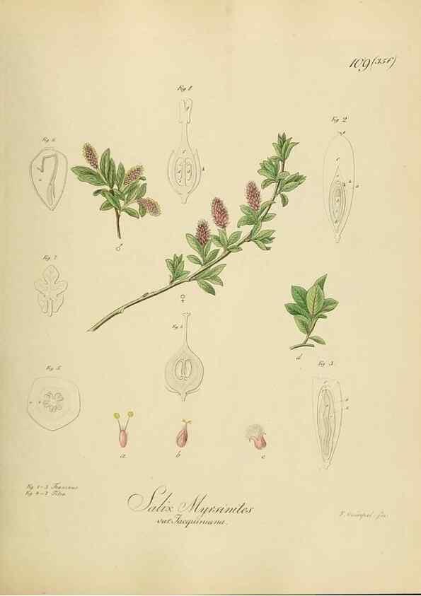 Reproducción/Reproduction 49298905967: Vollständige Naturgeschichte der forstlichen Culturpflanzen Deutschlands.. Berlin,A. Förstner'sche Verlagsbuchhandlung (P. Jeanrenaud)1851.. 