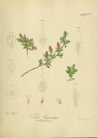 Reproducción/Reproduction 49298905967: Vollständige Naturgeschichte der forstlichen Culturpflanzen Deutschlands.. Berlin,A. Förstner'sche Verlagsbuchhandlung (P. Jeanrenaud)1851.. 