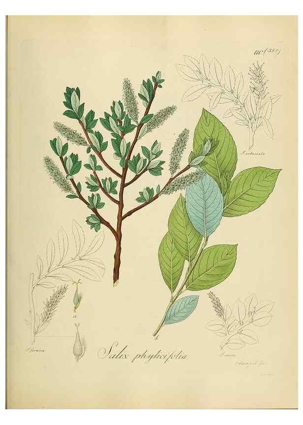 Reproducción/Reproduction 49298217788: Vollständige Naturgeschichte der forstlichen Culturpflanzen Deutschlands.. Berlin,A. Förstner'sche Verlagsbuchhandlung (P. Jeanrenaud)1851.. 