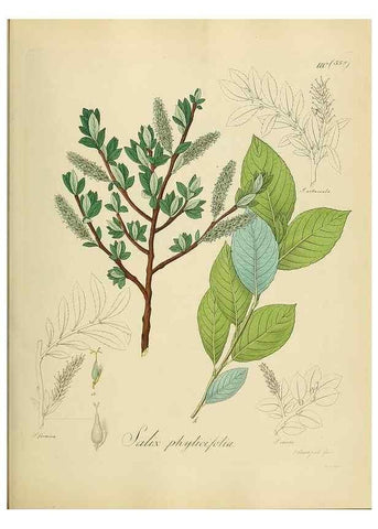 Reproducción/Reproduction 49298217788: Vollständige Naturgeschichte der forstlichen Culturpflanzen Deutschlands.. Berlin,A. Förstner'sche Verlagsbuchhandlung (P. Jeanrenaud)1851.. 
