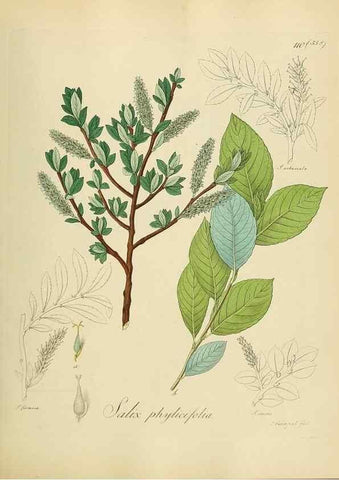 Reproducción/Reproduction 49298217788: Vollständige Naturgeschichte der forstlichen Culturpflanzen Deutschlands.. Berlin,A. Förstner'sche Verlagsbuchhandlung (P. Jeanrenaud)1851.. 