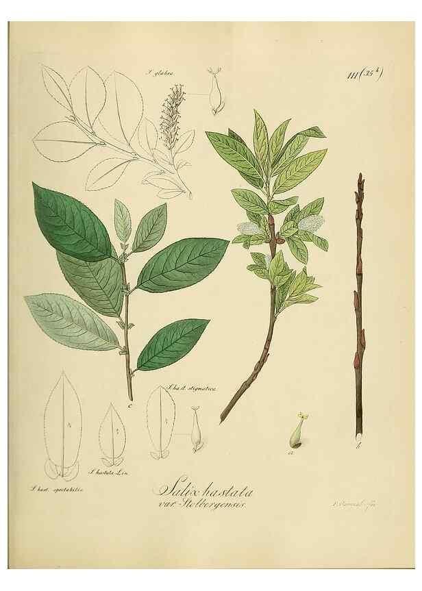 Reproducción/Reproduction 49298218043: Vollständige Naturgeschichte der forstlichen Culturpflanzen Deutschlands.. Berlin,A. Förstner'sche Verlagsbuchhandlung (P. Jeanrenaud)1851.. 