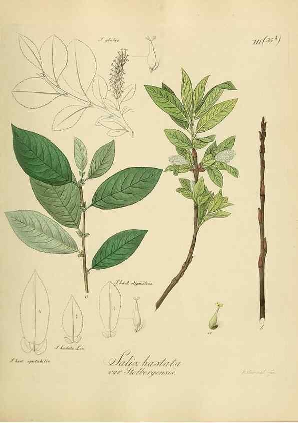 Reproducción/Reproduction 49298218043: Vollständige Naturgeschichte der forstlichen Culturpflanzen Deutschlands.. Berlin,A. Förstner'sche Verlagsbuchhandlung (P. Jeanrenaud)1851.. 