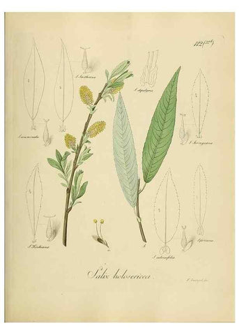 Reproducción/Reproduction 49298218253: Vollständige Naturgeschichte der forstlichen Culturpflanzen Deutschlands.. Berlin,A. Förstner'sche Verlagsbuchhandlung (P. Jeanrenaud)1851.. 