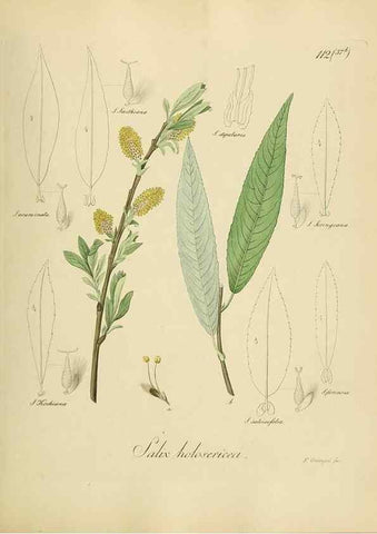 Reproducción/Reproduction 49298218253: Vollständige Naturgeschichte der forstlichen Culturpflanzen Deutschlands.. Berlin,A. Förstner'sche Verlagsbuchhandlung (P. Jeanrenaud)1851.. 