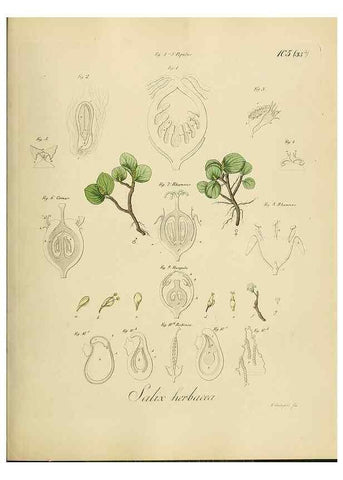Reproducción/Reproduction 49298216428: Vollständige Naturgeschichte der forstlichen Culturpflanzen Deutschlands.. Berlin,A. Förstner'sche Verlagsbuchhandlung (P. Jeanrenaud)1851.. 